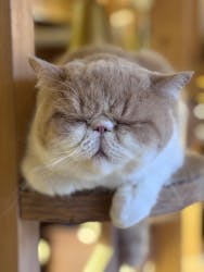 猫カフェモカ　池袋本店に投稿された画像（2025/12/11）