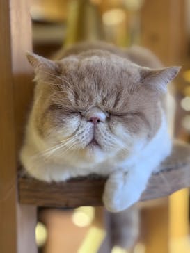 猫カフェモカ　池袋本店に投稿された画像（2025/12/11）