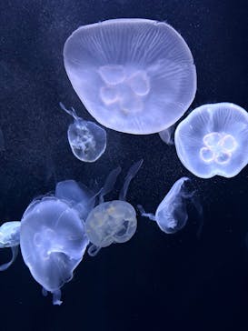 サンシャイン水族館に投稿された画像（2025/12/11）