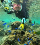 武藤潜水に投稿された画像（2025/12/12）