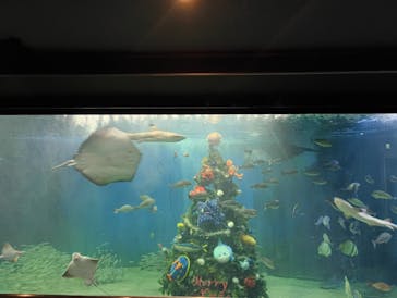 越前松島水族館に投稿された画像（2025/12/12）