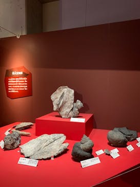 特別展「大絶滅展―生命史のビッグファイブ」に投稿された画像（2025/12/12）