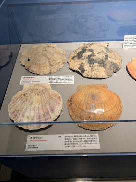 特別展「大絶滅展―生命史のビッグファイブ」に投稿された画像（2025/12/12）
