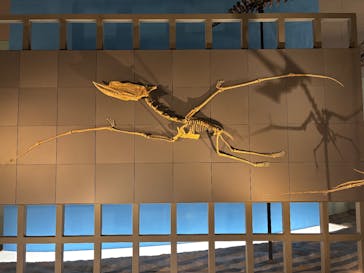 福井県立恐竜博物館に投稿された画像（2025/12/12）