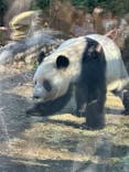 恩賜上野動物園に投稿された画像（2025/12/12）