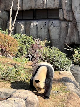 恩賜上野動物園に投稿された画像（2025/12/12）