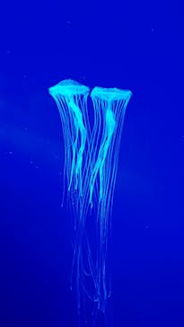 シン・マリホ水族館に投稿された画像（2025/12/12）