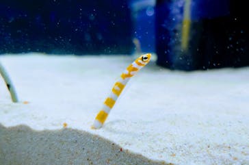 シン・マリホ水族館に投稿された画像（2025/12/12）