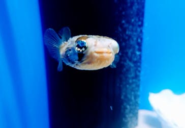 シン・マリホ水族館に投稿された画像（2025/12/12）