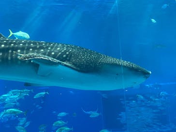 沖縄美ら海水族館に投稿された画像（2025/12/12）