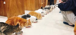 Cat Café MOFF イオンモール木曽川店に投稿された画像（2025/12/12）