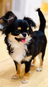 いぬカフェRio 浅草店に投稿された画像（2025/12/12）