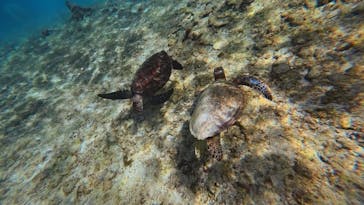 宮古島 ADVENTURE PiPi（ミヤコジマ アドベンチャー ピピ）に投稿された画像（2025/12/12）