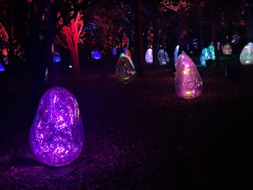 チームラボ ボタニカルガーデン 大阪に投稿された画像（2025/12/12）