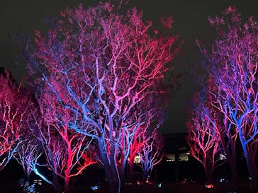 チームラボ ボタニカルガーデン 大阪に投稿された画像（2025/12/12）