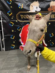 東京メガイルミに投稿された画像（2025/12/12）