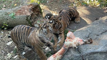恩賜上野動物園に投稿された画像（2025/12/12）
