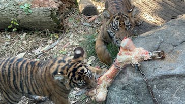 恩賜上野動物園に投稿された画像（2025/12/12）