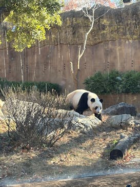 恩賜上野動物園に投稿された画像（2025/12/12）