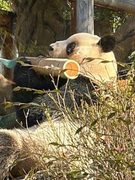 恩賜上野動物園に投稿された画像（2025/12/12）