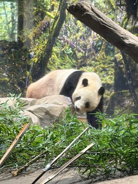 恩賜上野動物園に投稿された画像（2025/12/12）