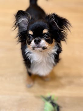 いぬカフェRio 浅草店に投稿された画像（2025/12/12）