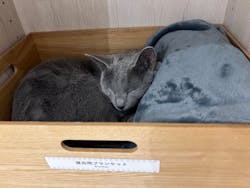 Cat Café MOFF 仙台PARCO店に投稿された画像（2025/12/12）