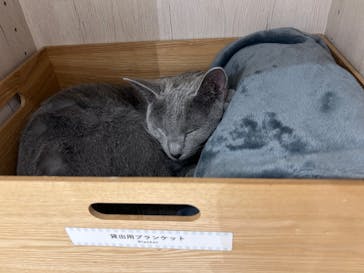 Cat Café MOFF 仙台PARCO店に投稿された画像（2025/12/12）