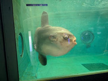 鴨川シーワールドに投稿された画像（2025/12/12）