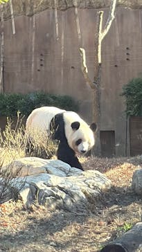 恩賜上野動物園に投稿された画像（2025/12/12）