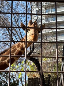 恩賜上野動物園に投稿された画像（2025/12/12）