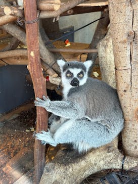恩賜上野動物園に投稿された画像（2025/12/12）