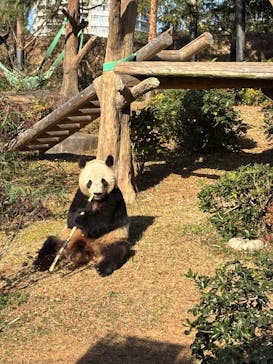 恩賜上野動物園に投稿された画像（2025/12/13）