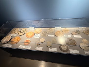 特別展「大絶滅展―生命史のビッグファイブ」に投稿された画像（2025/12/13）