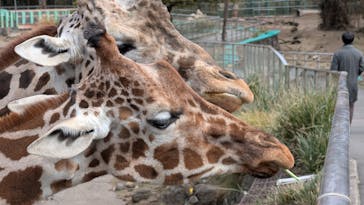 伊豆アニマルキングダムに投稿された画像（2025/12/13）