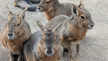 伊豆アニマルキングダムに投稿された画像（2025/12/13）