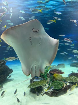 サンシャイン水族館に投稿された画像（2025/12/13）