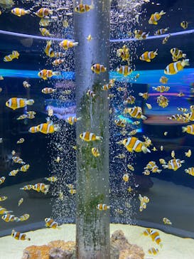 鴨川シーワールドに投稿された画像（2025/12/13）