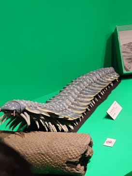 特別展「大絶滅展―生命史のビッグファイブ」に投稿された画像（2025/12/13）