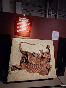 特別展「大絶滅展―生命史のビッグファイブ」に投稿された画像（2025/12/13）