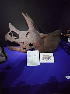 特別展「大絶滅展―生命史のビッグファイブ」に投稿された画像（2025/12/13）