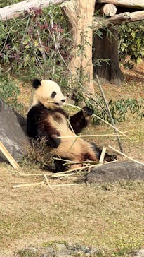 恩賜上野動物園に投稿された画像（2025/12/13）