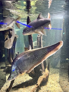 カワスイ 川崎⽔族館に投稿された画像（2025/12/13）