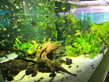 カワスイ 川崎⽔族館に投稿された画像（2025/12/13）