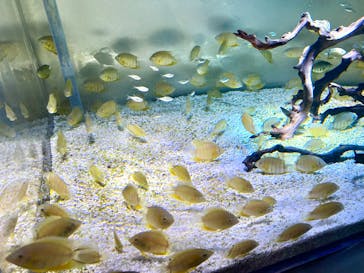 カワスイ 川崎⽔族館に投稿された画像（2025/12/13）