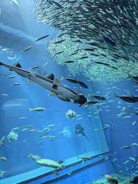アクアワールド茨城県大洗水族館に投稿された画像（2025/12/13）