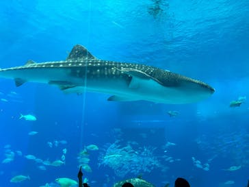 沖縄美ら海水族館に投稿された画像（2025/12/13）