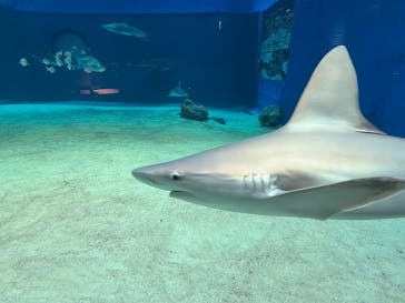 沖縄美ら海水族館に投稿された画像（2025/12/13）