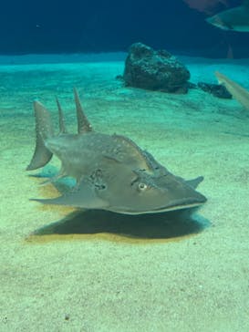 沖縄美ら海水族館に投稿された画像（2025/12/13）