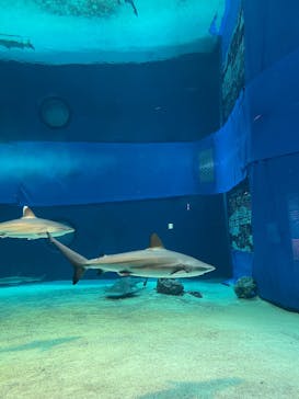 沖縄美ら海水族館に投稿された画像（2025/12/13）